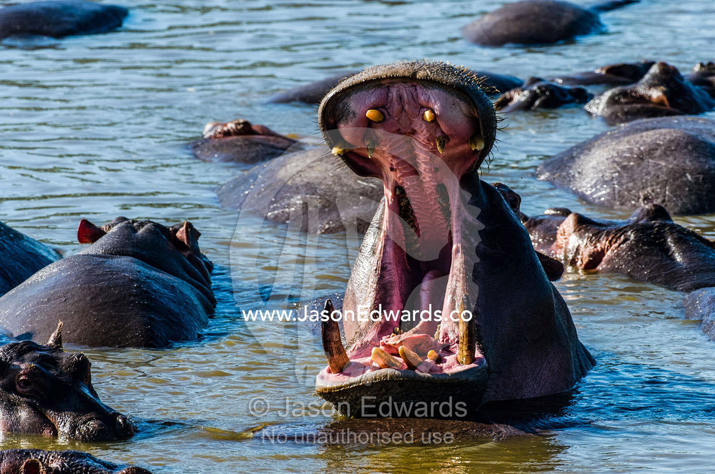Aggressive Nile Hippopotamus stretch their jaws as they fight with their tusks in a waterhole. Serengeti National Park, Serengeti, Tanzania.