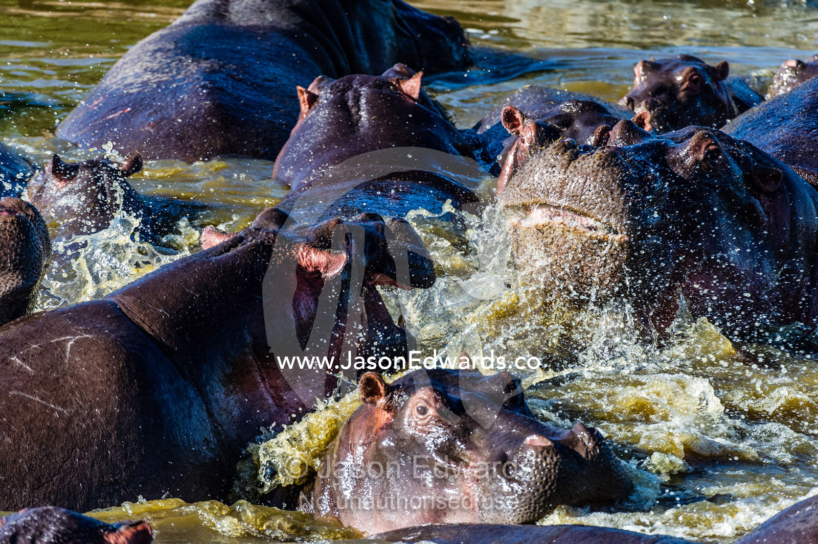 Aggressive Nile Hippopotamus charging and splashing water as they fight with their jaws and tusks in a waterhole. Serengeti National Park, Serengeti, Tanzania.