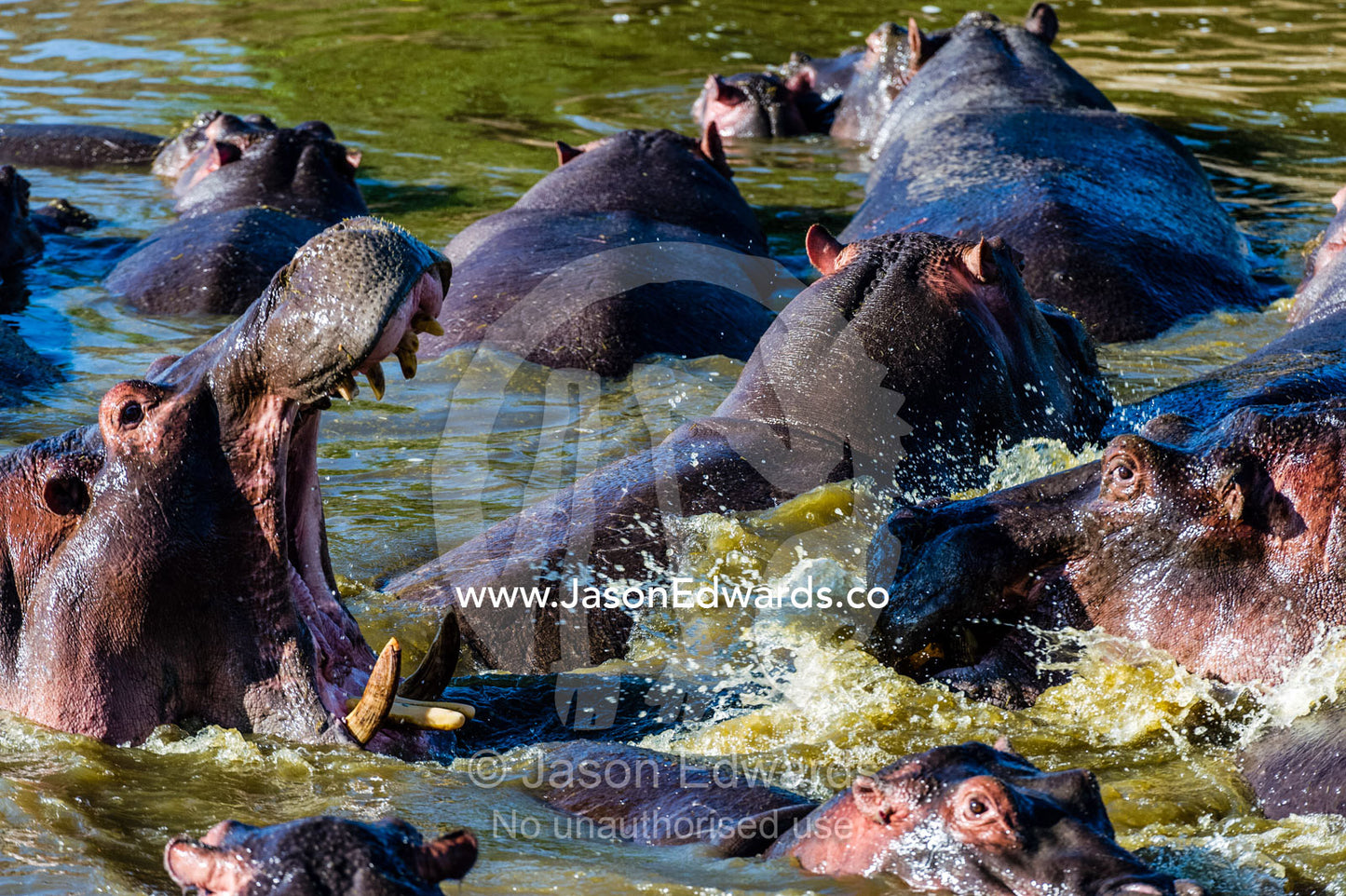 Aggressive Nile Hippopotamus charging and splashing water as they fight with their jaws and tusks in a waterhole. Serengeti National Park, Serengeti, Tanzania.