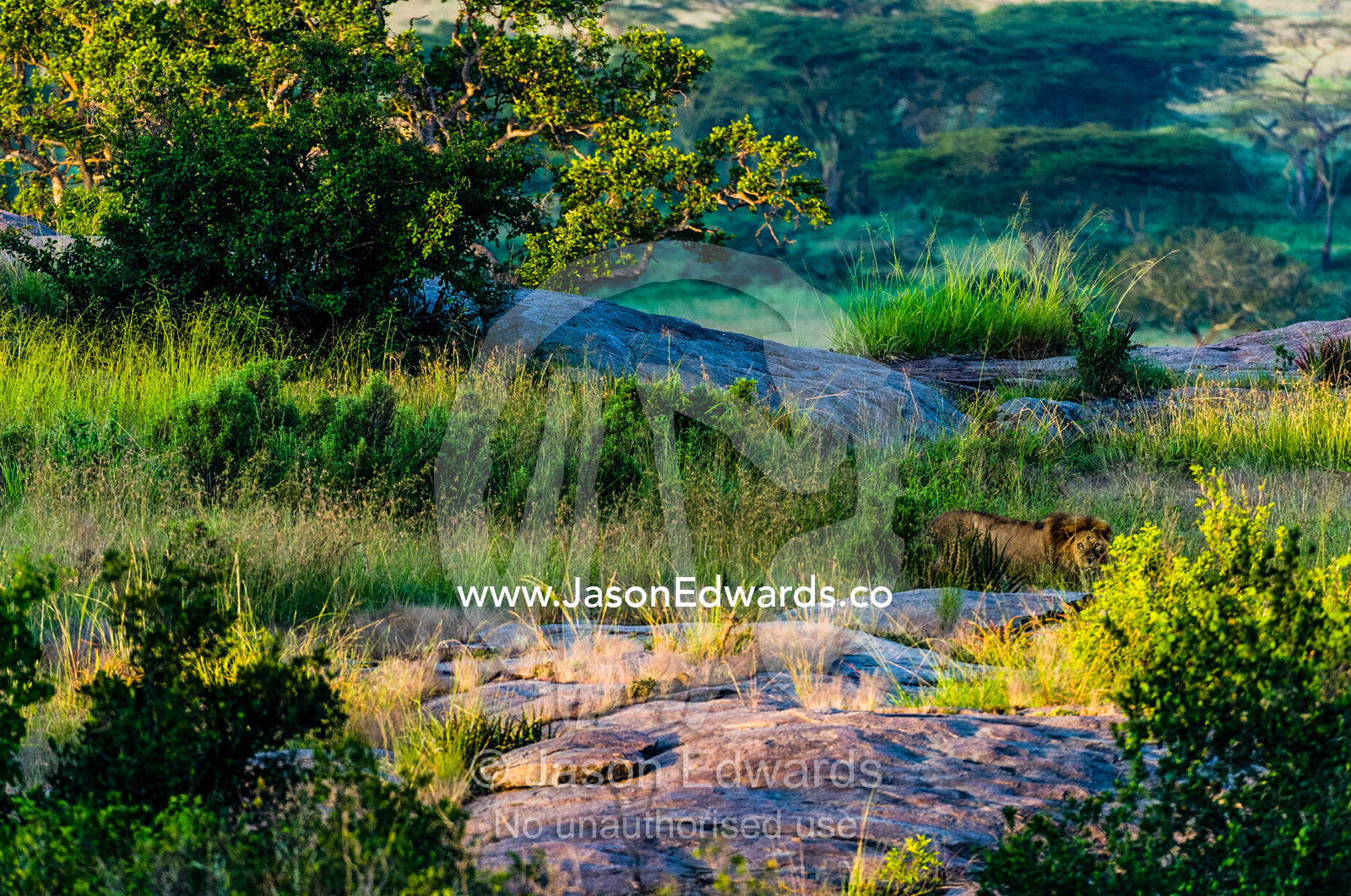 A male African Lion stalking prey using the grass between granite boulders on a kopje. Serengeti National Park, Serengeti, Tanzania.
