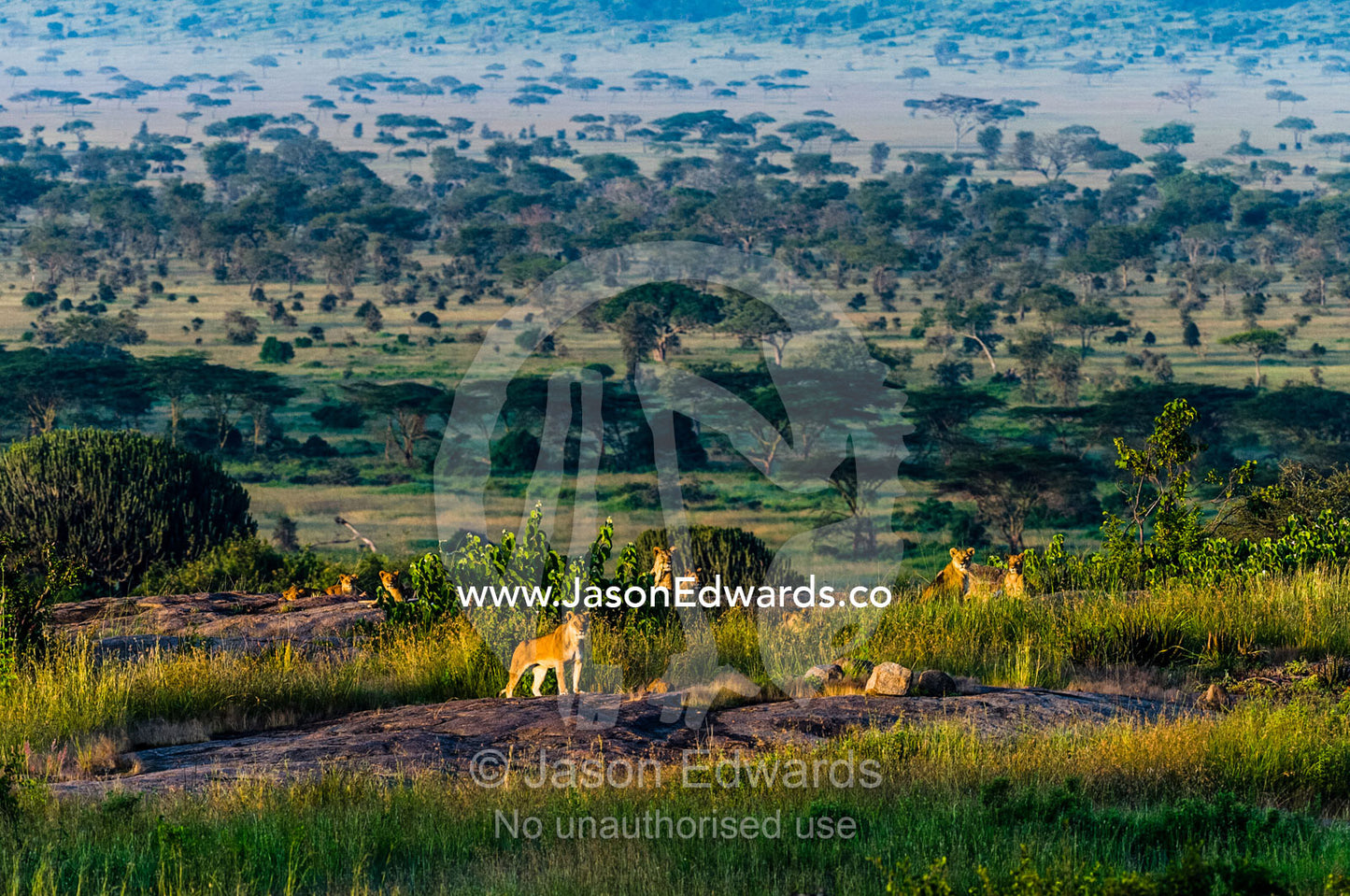 A pride of African Lions rest at dawn above a savannah woodland on a granite outcrop known as a kopje. Serengeti National Park, Serengeti, Tanzania.