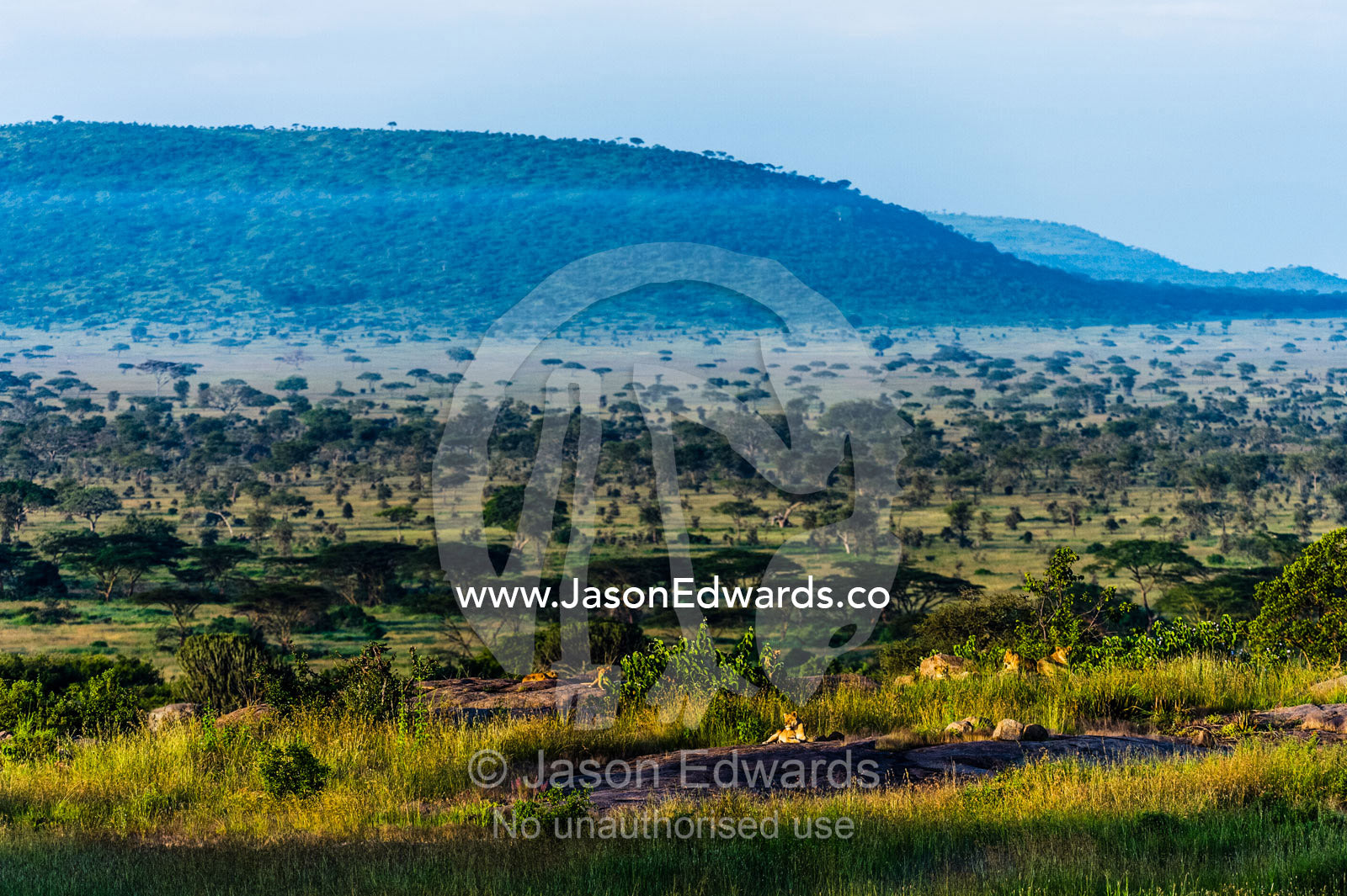 A pride of African lions rest at dawn above a savannah woodland on a granite outcrop known as a kopje. Serengeti National Park, Serengeti, Tanzania.