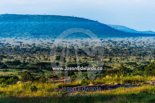 A pride of African lions rest at dawn above a savannah woodland on a granite outcrop known as a kopje. Serengeti National Park, Serengeti, Tanzania.