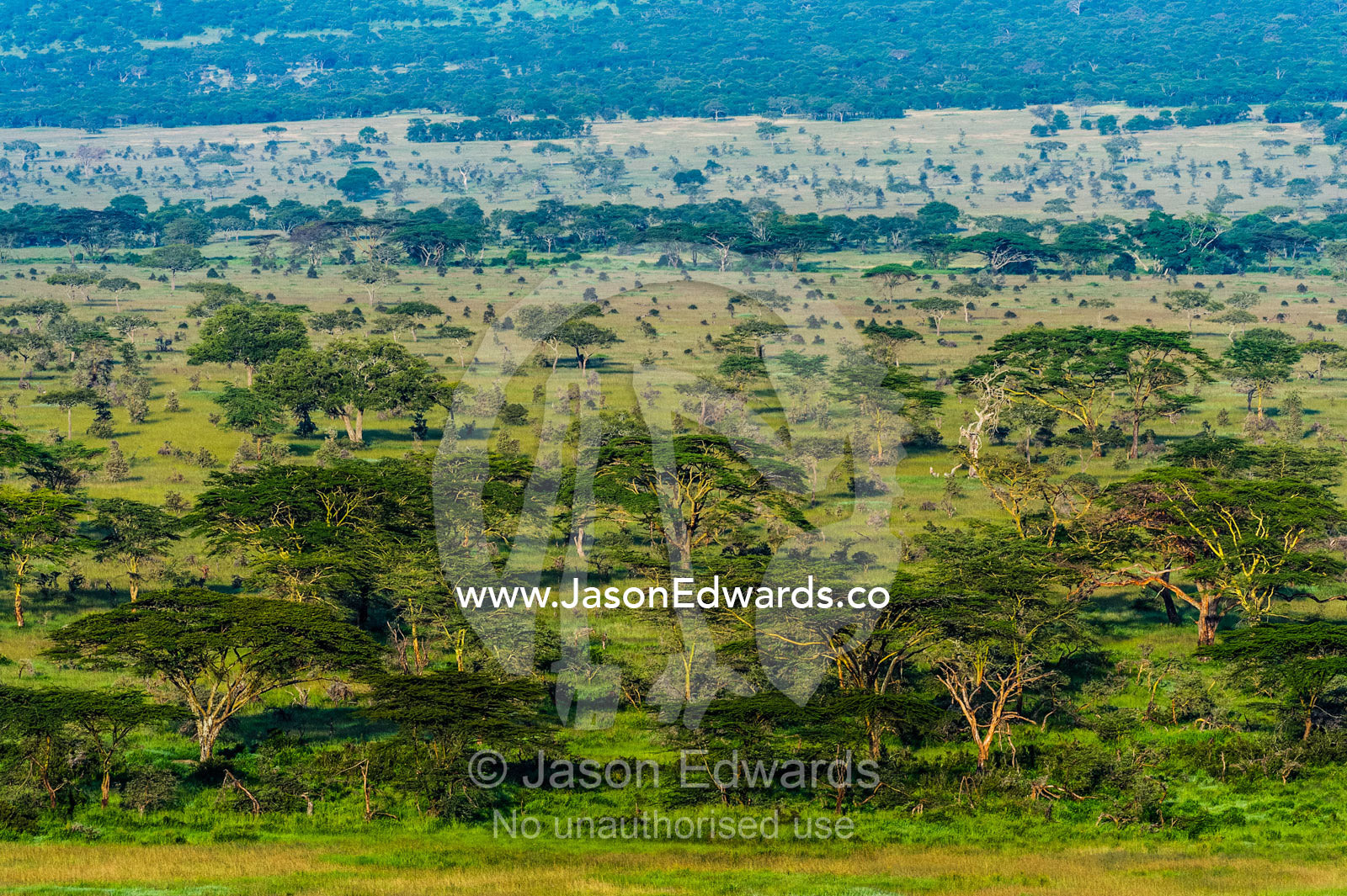 Umbrella acacias scattered over a lush grassland plain in the morning light. Serengeti National Park, Serengeti, Tanzania.