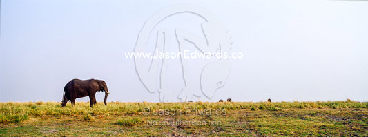 An African Elephant grazing on grasses on a dry season wetland island. Chobe River, Chobe National Park, Botswana.