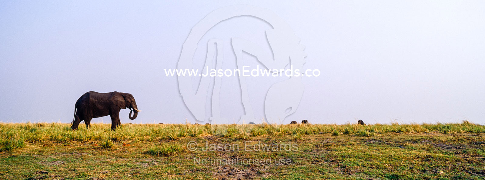 An African Elephant grazing on grasses on a dry season wetland island. Chobe River, Chobe National Park, Botswana.