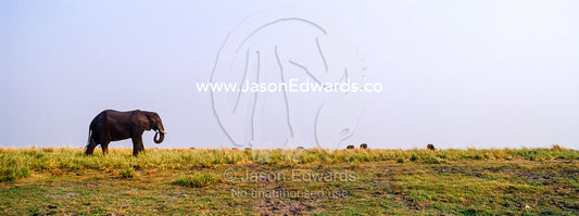 An African Elephant grazing on grasses on a dry season wetland island. Chobe River, Chobe National Park, Botswana.
