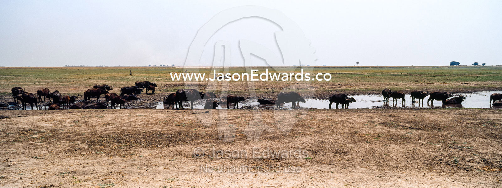 A herd of African Buffalo drink from a dwindling waterhole on a dry season floodplain. Chobe River, Chobe National Park, Botswana.