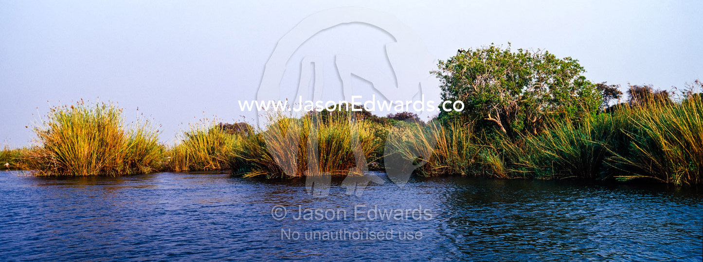 Large papyrus tussocks line the shore of a wide African river at dawn. Chobe River, Chobe National Park, Botswana.