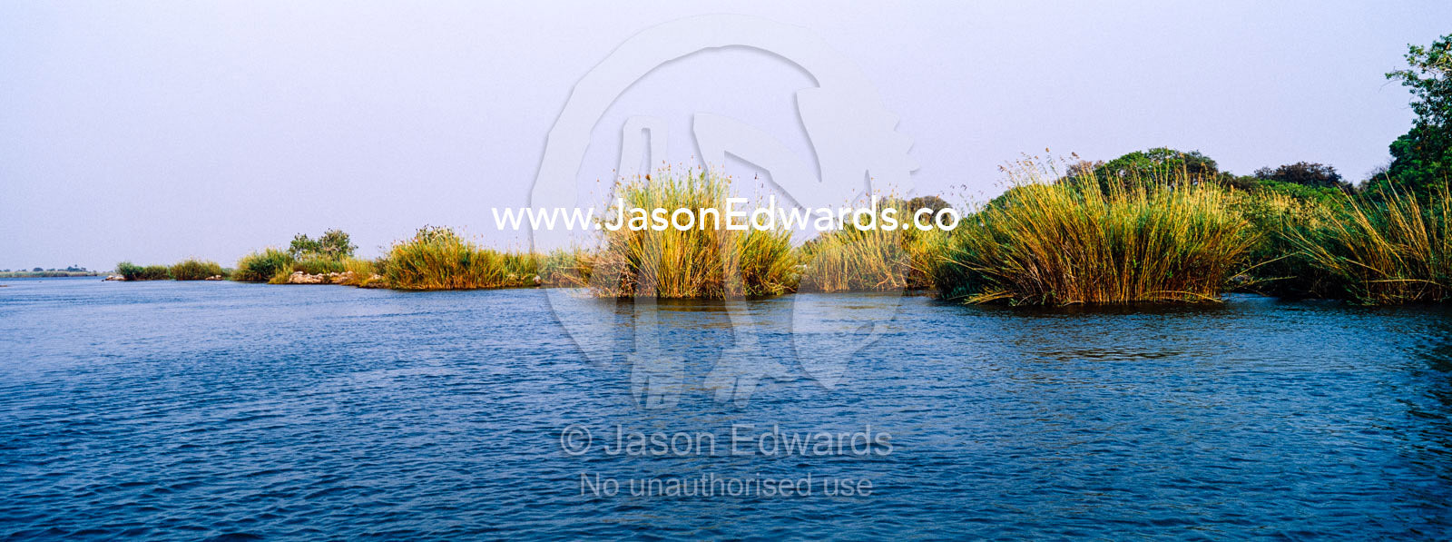 Large papyrus tussocks line the shore of a wide African river at dawn. Chobe River, Chobe National Park, Botswana.