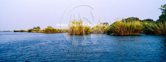 Large papyrus tussocks line the shore of a wide African river at dawn. Chobe River, Chobe National Park, Botswana.