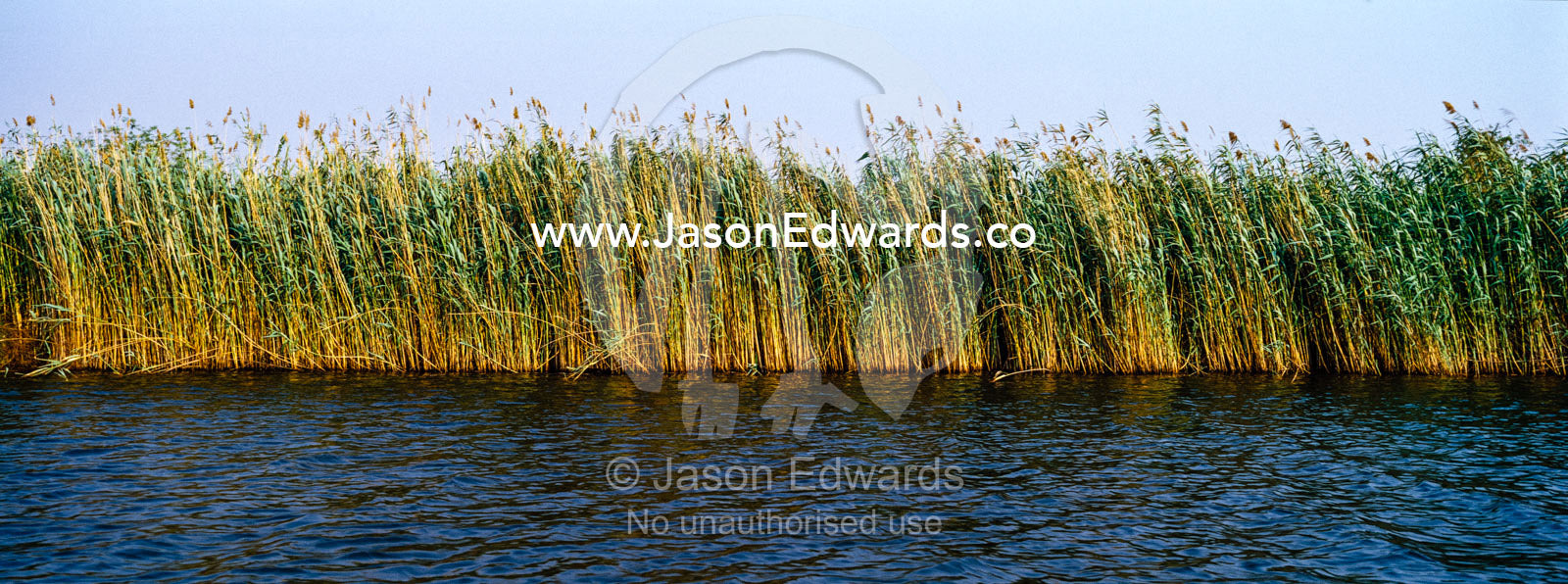 A dense wall of impenetrable reeds lines the shoreline of a wide river. Chobe River, Chobe National Park, Botswana.
