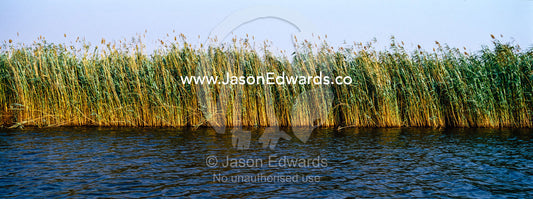 A dense wall of impenetrable reeds lines the shoreline of a wide river. Chobe River, Chobe National Park, Botswana.