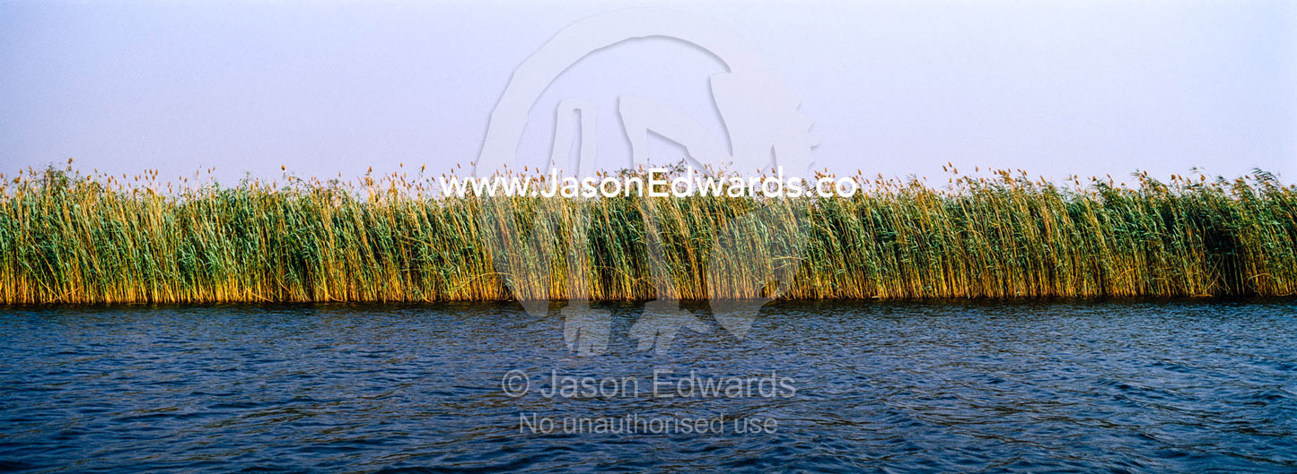 A dense wall of impenetrable reeds lines the shoreline of a wide river. Chobe River, Chobe National Park, Botswana.