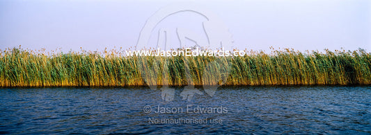 A dense wall of impenetrable reeds lines the shoreline of a wide river. Chobe River, Chobe National Park, Botswana.