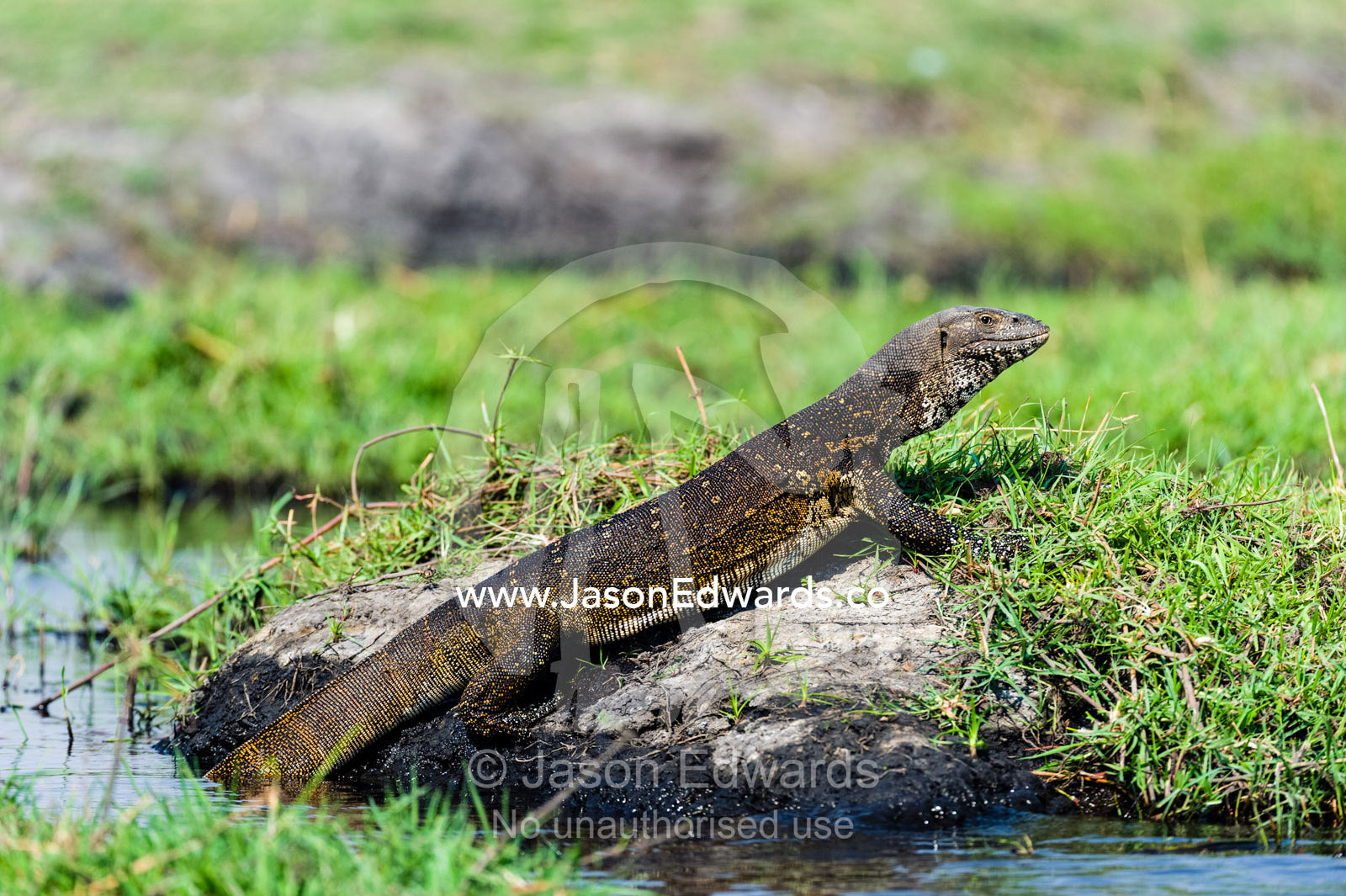A Nile Monitor sun basking on a rock by the shore of a wetland. Chobe River, Chobe National Park, Botswana.