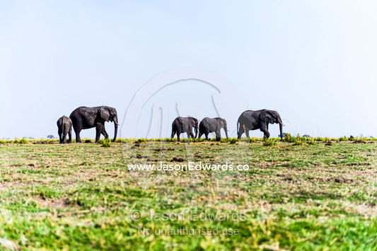A herd of African Elephants migrating across a wetland island floodplain. Chobe River, Chobe National Park, Botswana.