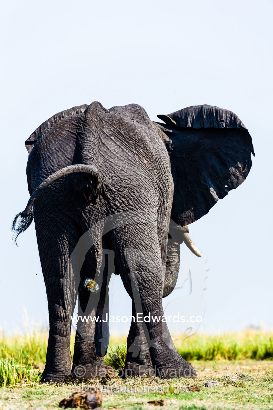 An African Elephant defecating on a grass island in a wetland. Chobe River, Chobe National Park, Botswana.