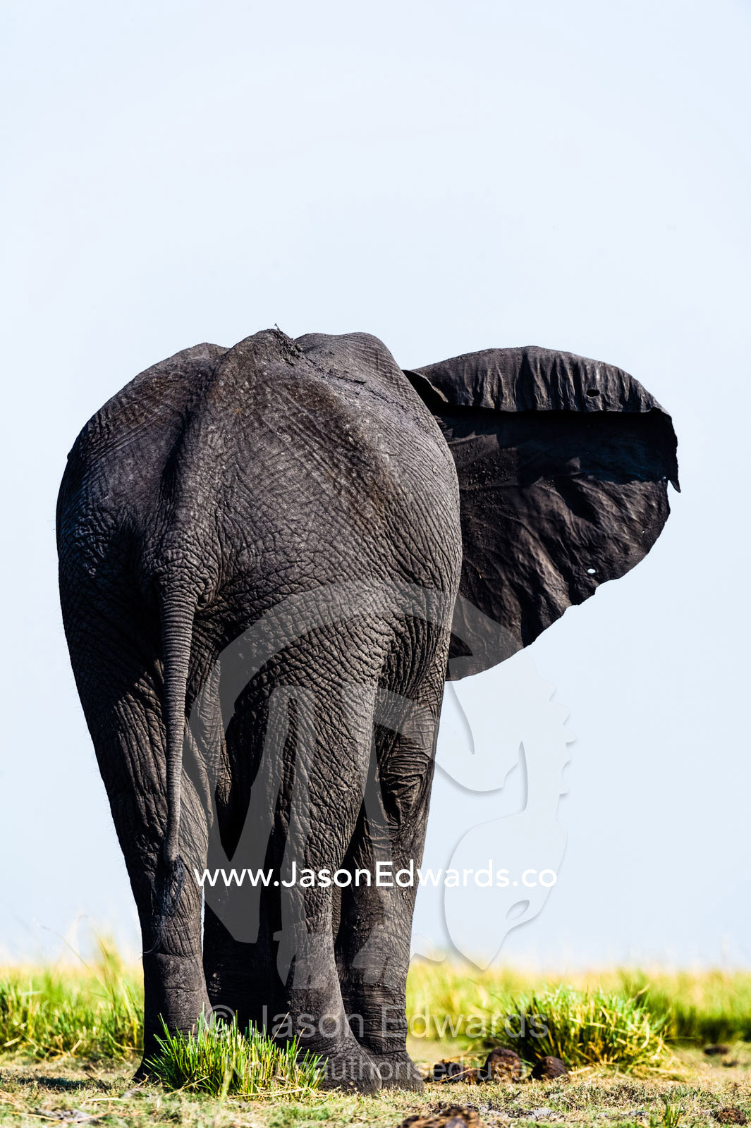 An African Elephant uses it's large ears to help regulate it's body temperature. Chobe River, Chobe National Park, Botswana.