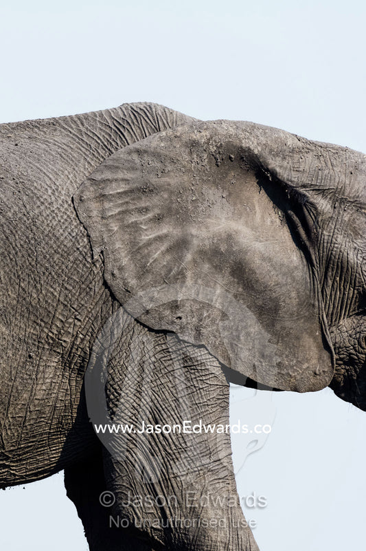 The leathery and wrinkled hide and ear of an African Elephant. Chobe River, Chobe National Park, Botswana.