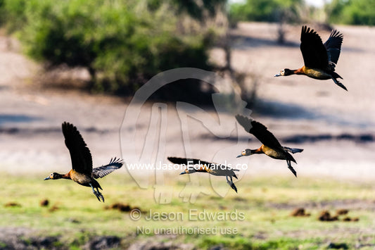 A flock of White-faced Whistling Ducks in flight over a wetland. Chobe River, Chobe National Park, Botswana.