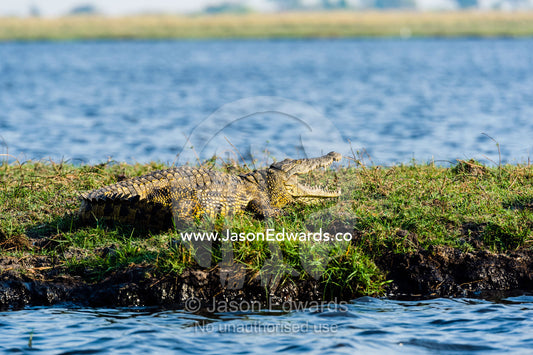 A Nile Crocodile sun basking on a wetland island with it's jaws open. Chobe River, Chobe National Park, Botswana.