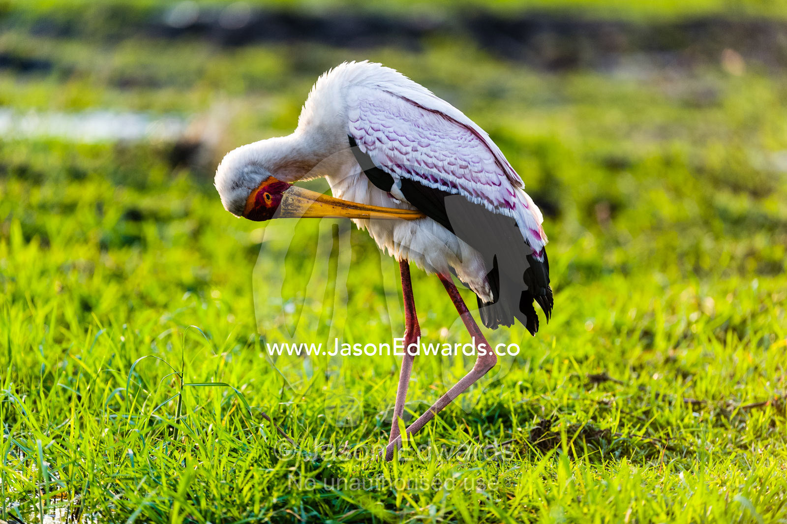 A Yellow-billed Stork preening it's feathers using it's long beak. Chobe River, Chobe National Park, Botswana.