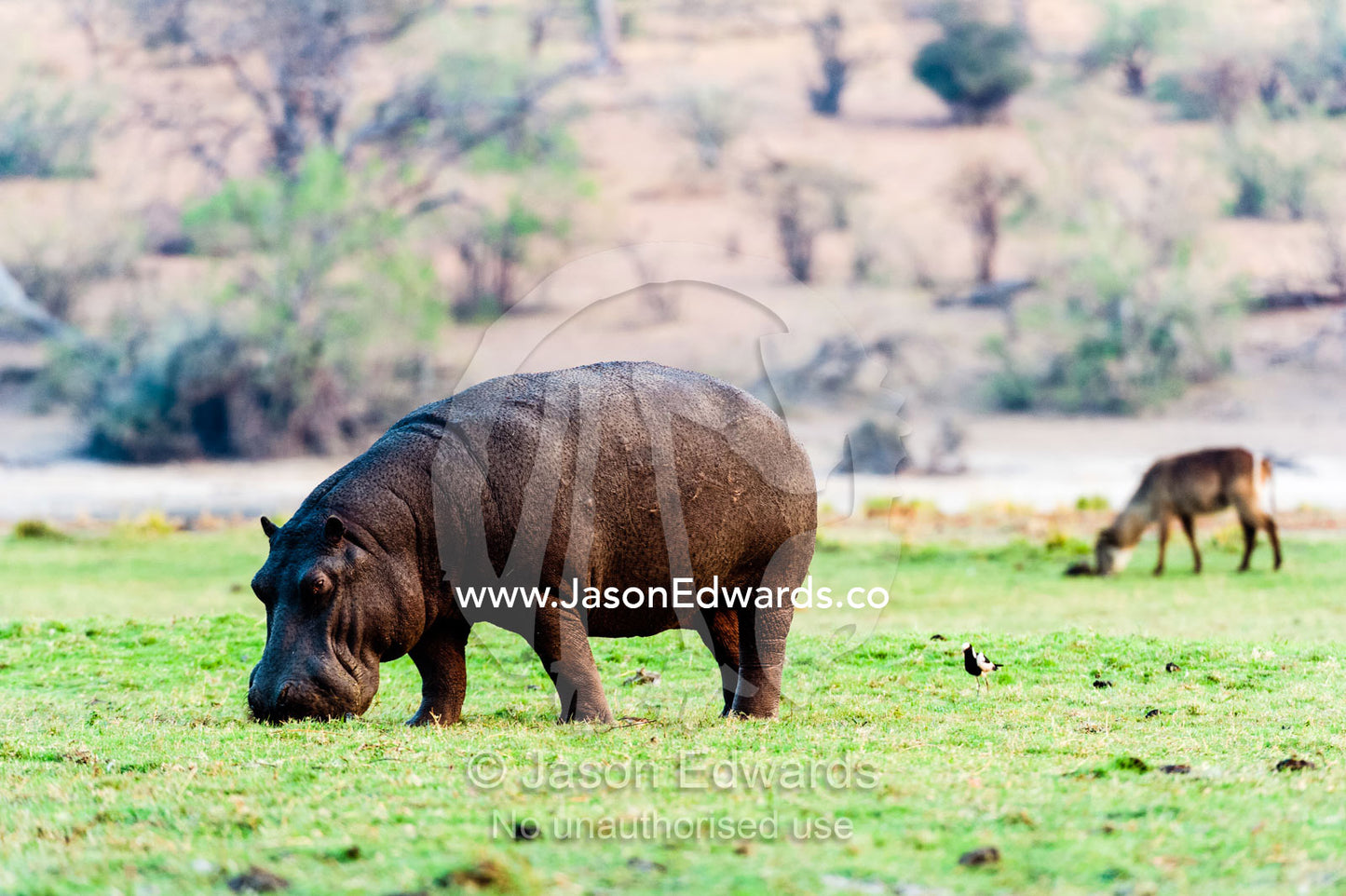 A Nile Hippopotamus grazing on shorts grasses on a wetland island at sunset. Chobe River, Chobe National Park, Botswana.