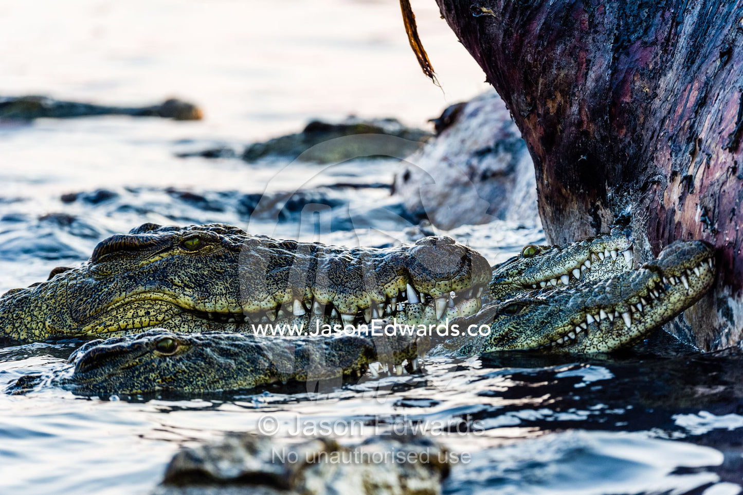 Nile Crocodiles in a feeding frenzy surround a bloated Nile Hippo carcass. Chobe River, Chobe National Park, Botswana.
