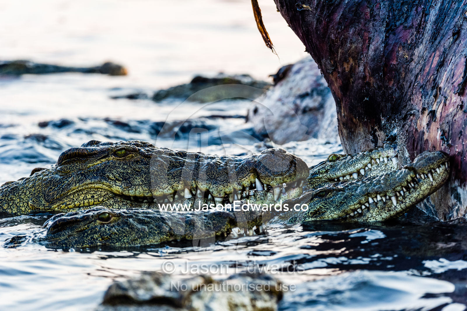 Nile Crocodiles in a feeding frenzy surround a bloated Nile Hippo carcass. Chobe River, Chobe National Park, Botswana.