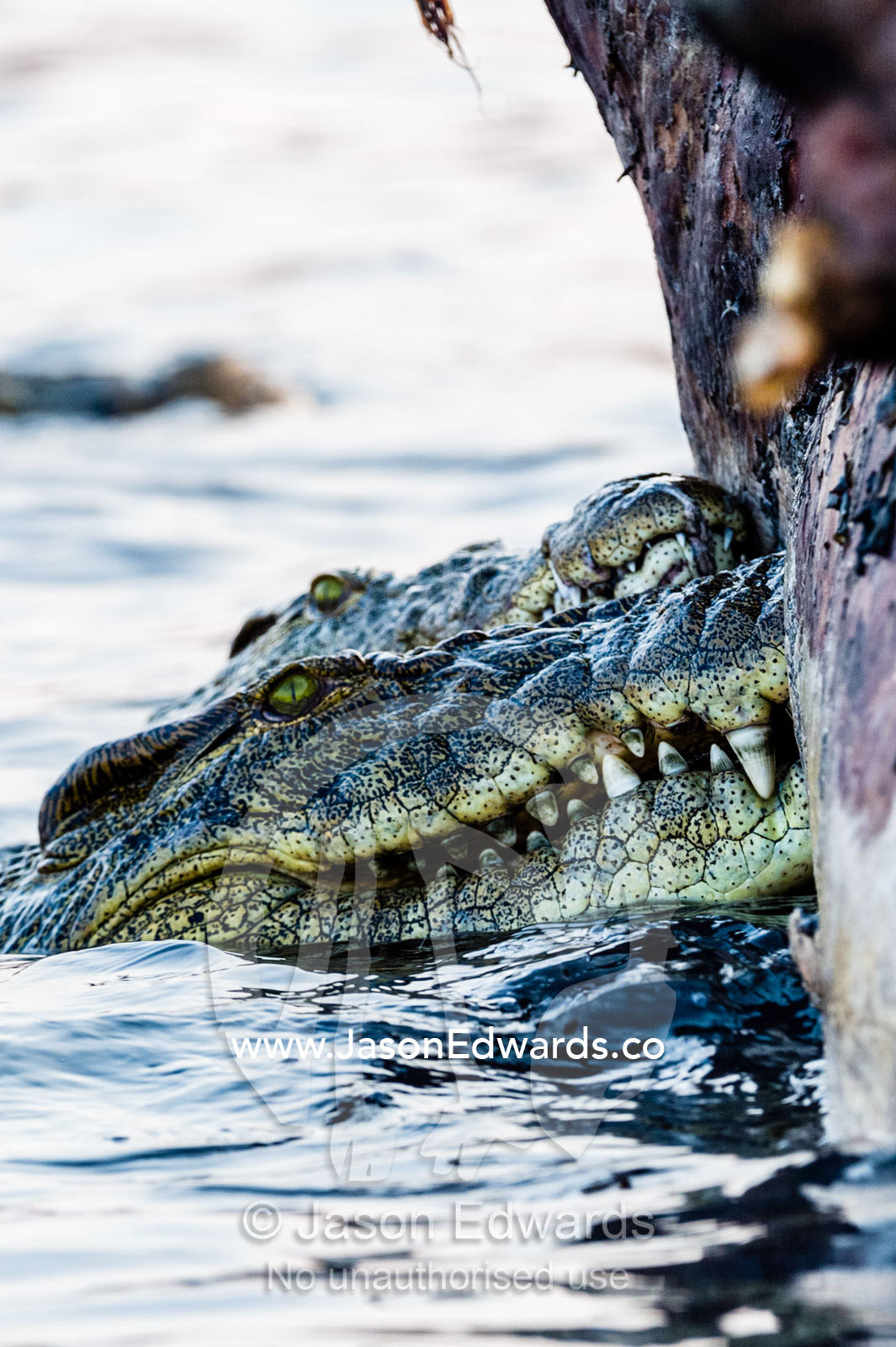 Nile Crocodiles in a feeding frenzy bite into a bloated Nile Hippo carcass. Chobe River, Chobe National Park, Botswana.