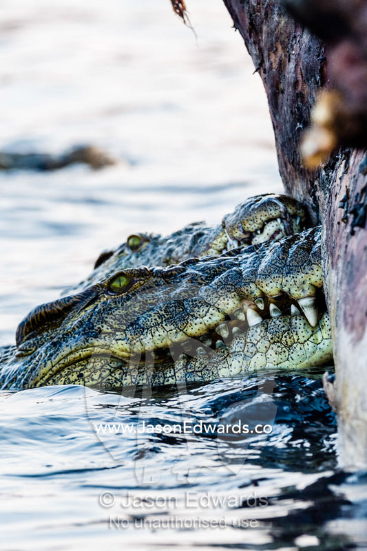 Nile Crocodiles in a feeding frenzy bite into a bloated Nile Hippo carcass. Chobe River, Chobe National Park, Botswana.