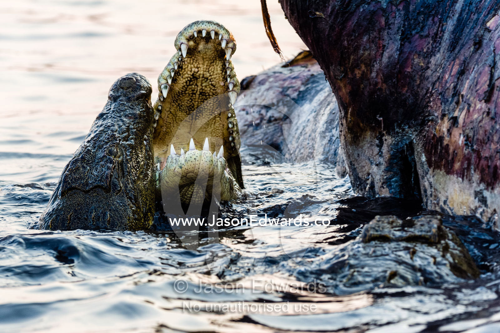 Nile Crocodiles in a feeding frenzy clash jaws during fights over a Nile Hippo carcass. Chobe River, Chobe National Park, Botswana.