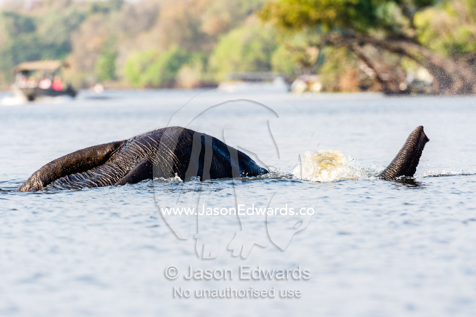 An African Elephant snorkelling with it's trunk to breathe as it swims a river. Chobe River, Chobe National Park, Botswana.
