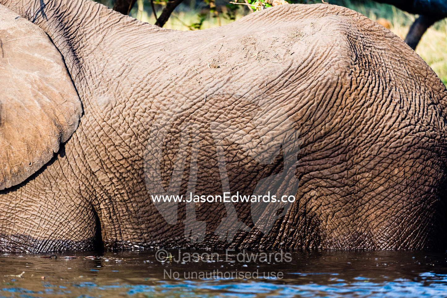 The leathery wrinkled hide of an African Elephant swimming in a wetland. Chobe River, Chobe National Park, Botswana.