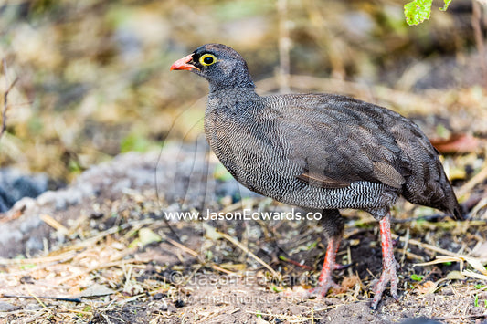A Red-billed Spurfowl foraging in a forest under-storey. Chobe River, Chobe National Park, Botswana.