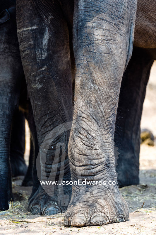 The dry, leather and wrinkled skin and toenails of an African Elephant. Chobe River, Chobe National Park, Botswana.