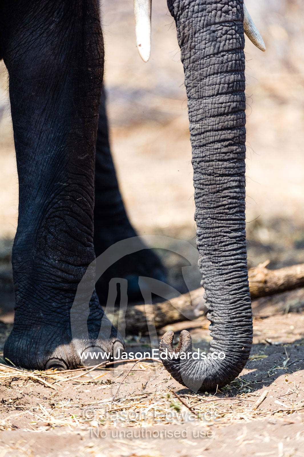 The wrinkled and leathery trunk and nostrils of an African Elephant. Chobe River, Chobe National Park, Botswana.