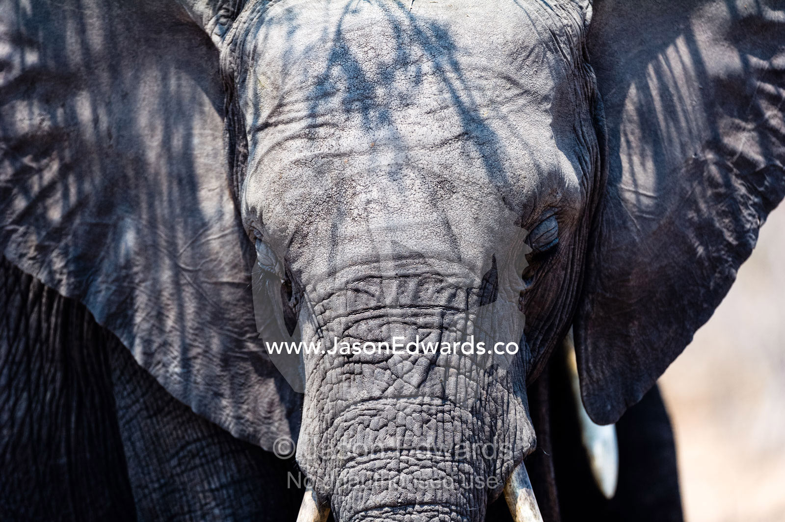 A sleepy African Elephant sheltering from the heat beneath a tree. Chobe River, Chobe National Park, Botswana.