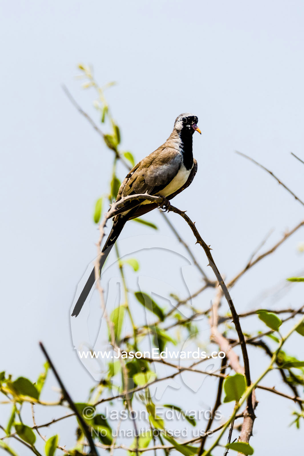 A diminutive Namaqua Dove perched atop a shrub under the midday sun. Chobe National Park, Botswana.
