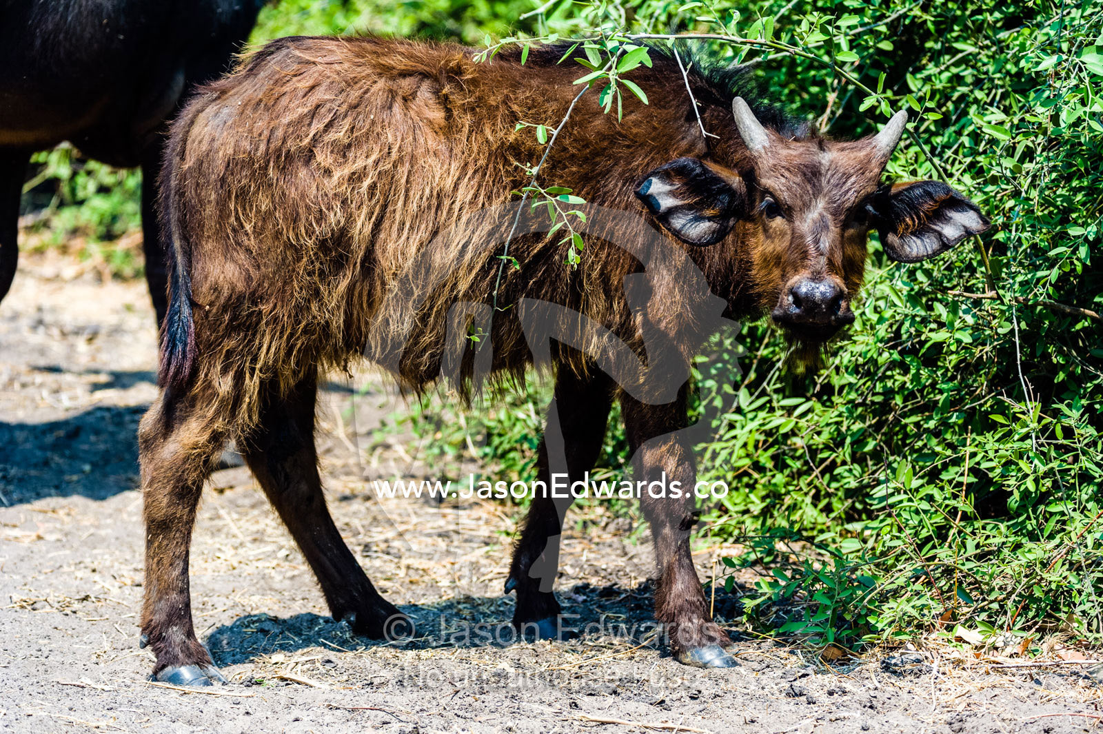 The furry coat of a Cape Buffalo calf sheltering behind a shrub. Chobe River, Chobe National Park, Botswana.