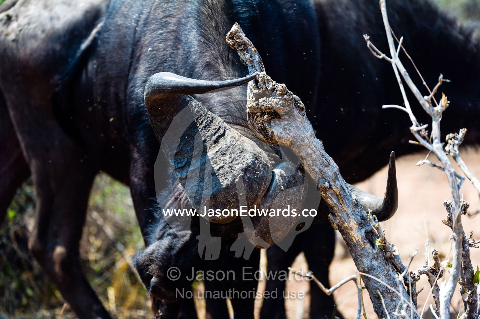 A Cape Buffalo scratches it's sharp horns against a dead tree branch. Chobe River, Chobe National Park, Botswana.