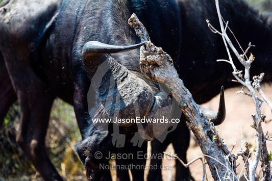 A Cape Buffalo scratches it's sharp horns against a dead tree branch. Chobe River, Chobe National Park, Botswana.