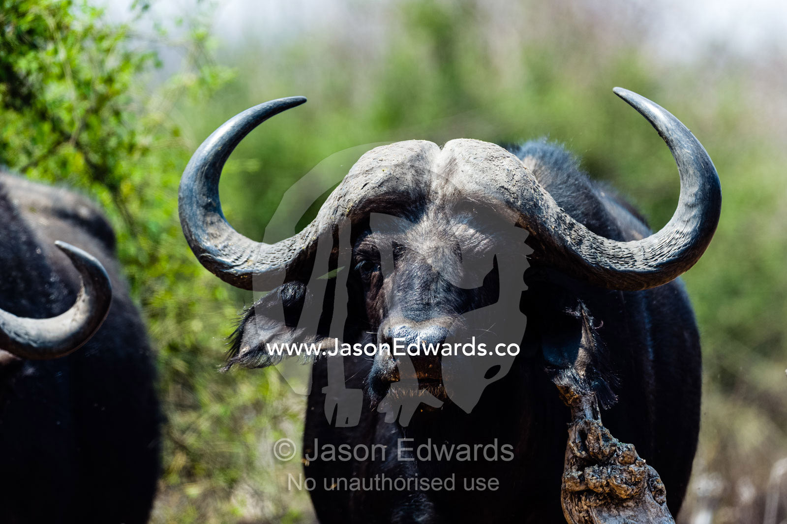 The sharp curved horns of the Cape Buffalo are very dangerous. Chobe River, Chobe National Park, Botswana.