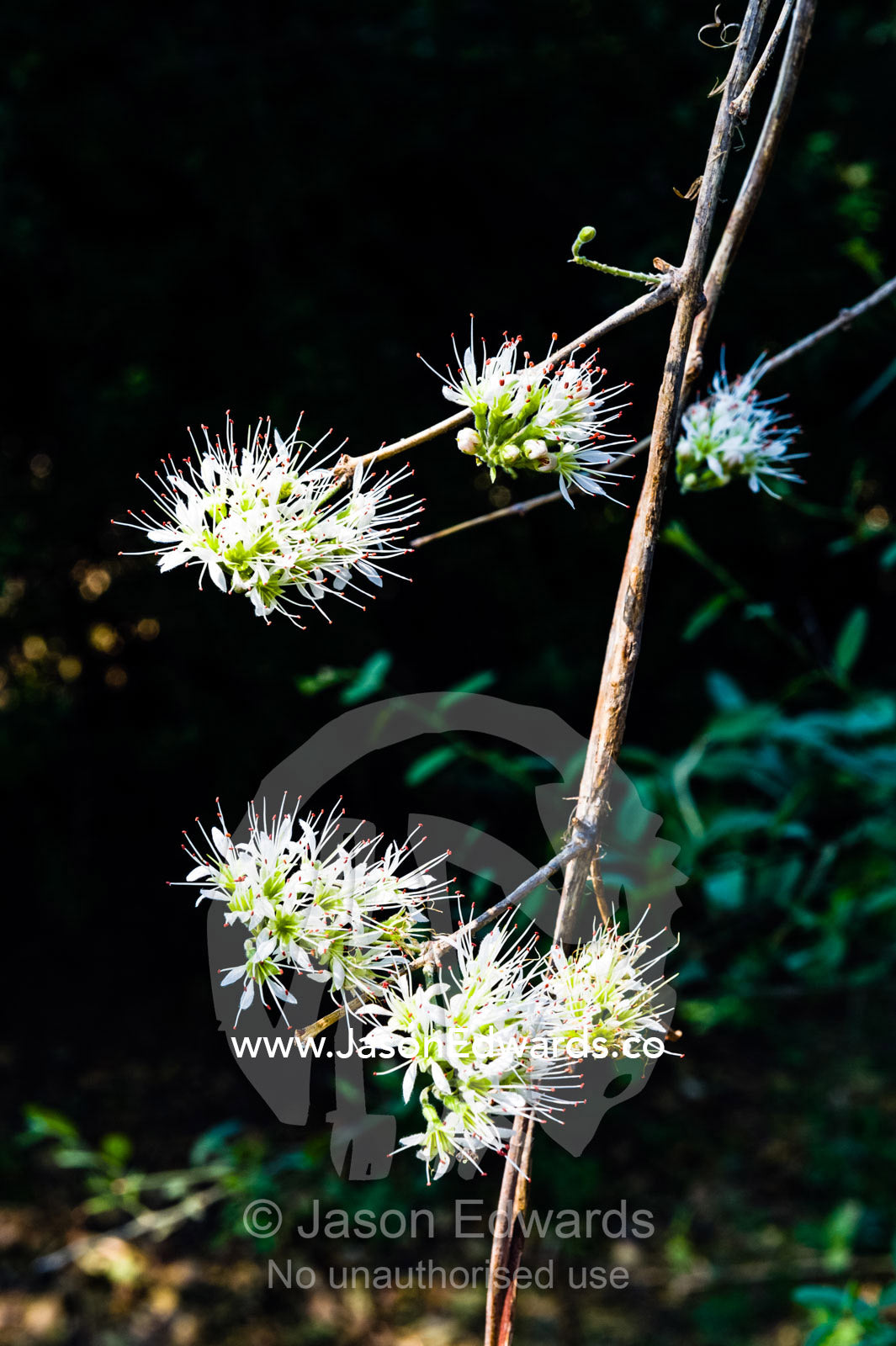 Long white flower petals of Combretum Mocambiquensis emerging from a stem. Chobe River, Chobe National Park, Botswana.