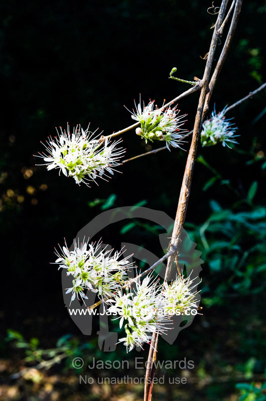 Long white flower petals of Combretum Mocambiquensis emerging from a stem. Chobe River, Chobe National Park, Botswana.