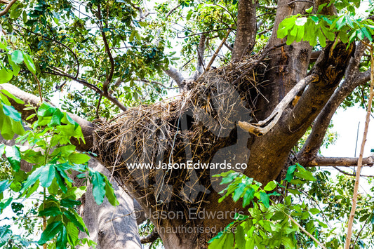 The entrance hole to a larger hollow Hamerkop nest in the fork of a tree. Chobe River, Chobe National Park, Botswana.