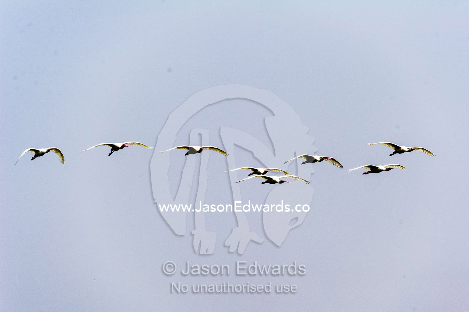 A flock of African Spoonbills gliding across a clear blue sky above a wetland. Chobe River, Chobe National Park, Botswana.
