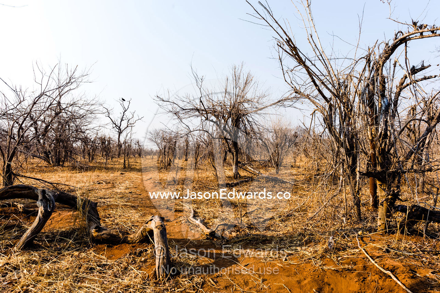 A stand of Combretum Mocambiquensis during the dry season after being fed on by elephants. Chobe River, Chobe National Park, Botswana.
