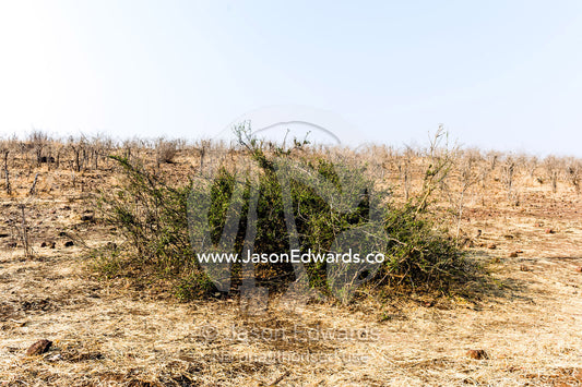 A Woolly Caper Bush surrounded by a dry season savannah plain devastated by grazing. Chobe River, Chobe National Park, Botswana.